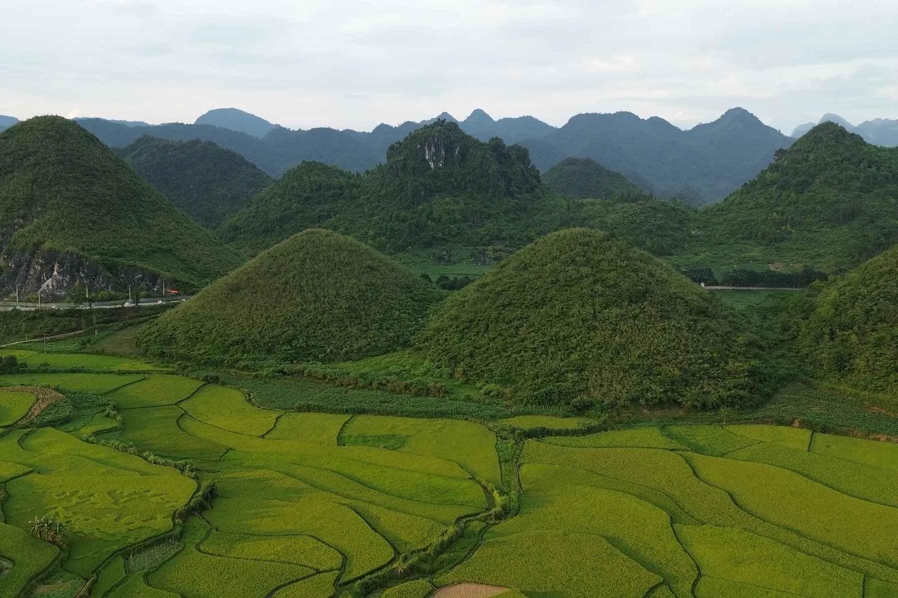 Green rice fields below limestone hills on Dong Van Karst Plateau in August
