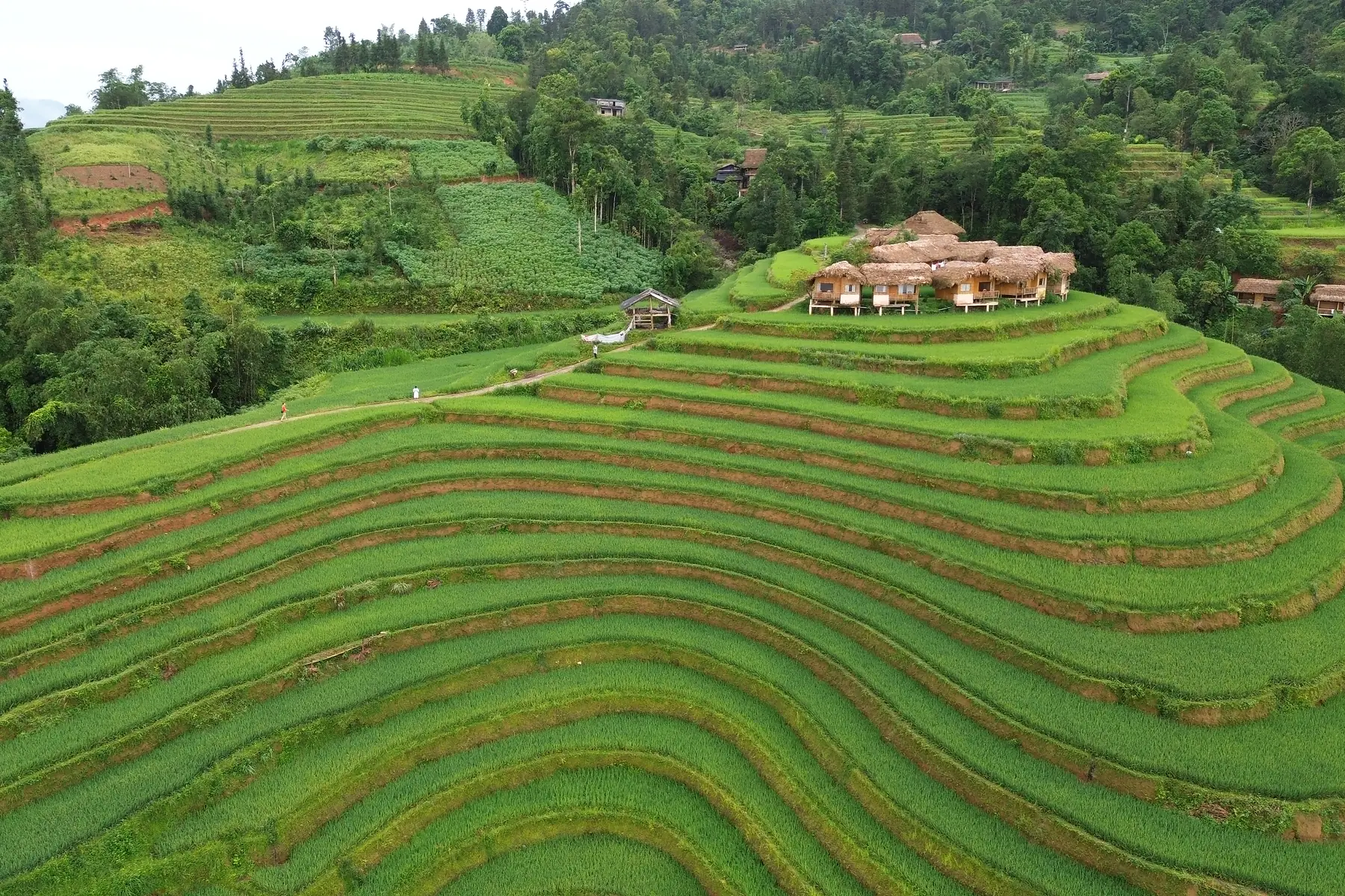 Ha Giang Green Rice Season 2026: When & Where to Go