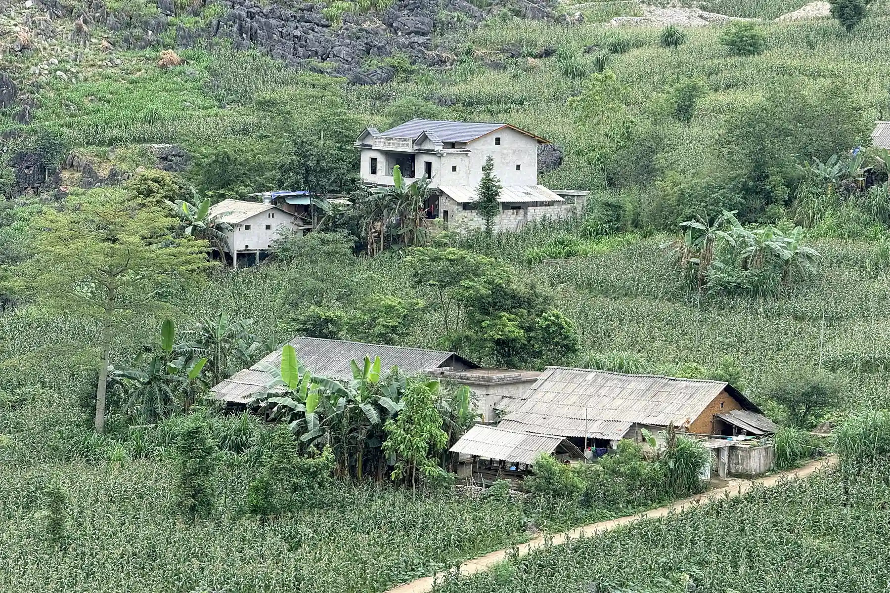 Highland home among green cornfields and limestone rocks in Ha Giang
