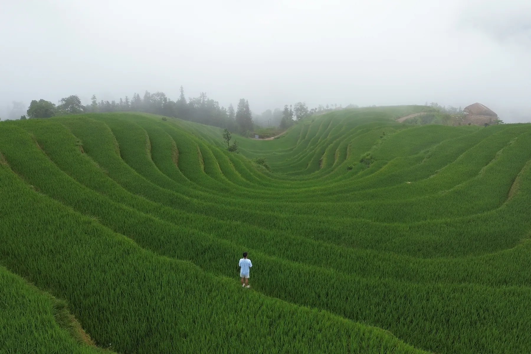 Green rice terraces beneath low clouds in Hoang Su Phi