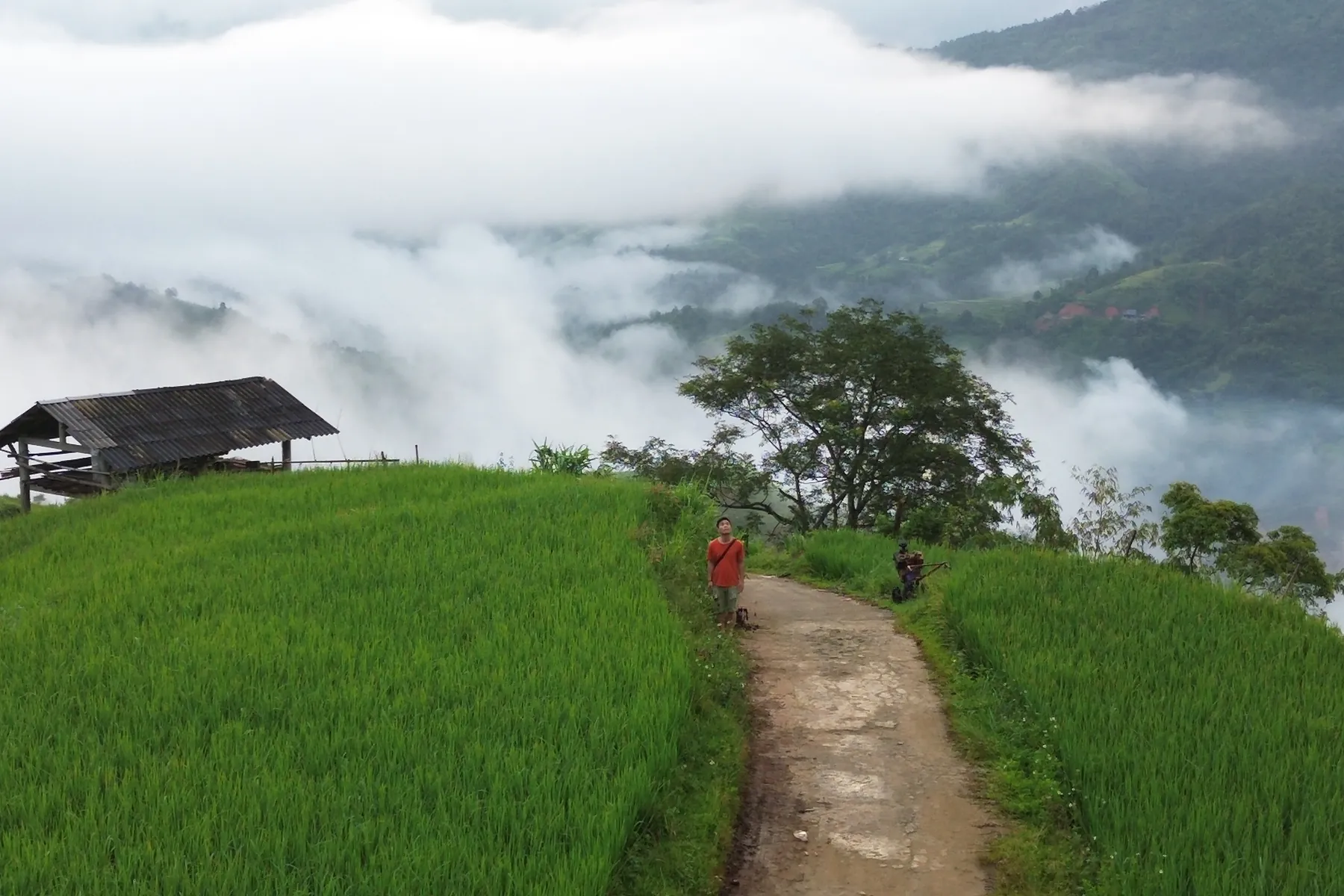 A path through green rice fields and low cloud in Hoang Su Phi