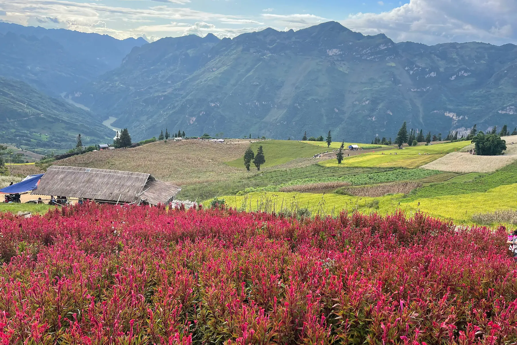 Seasonal flowers and upland fields on Suoi Thau grassland